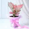 Pink Aglaonema Plant